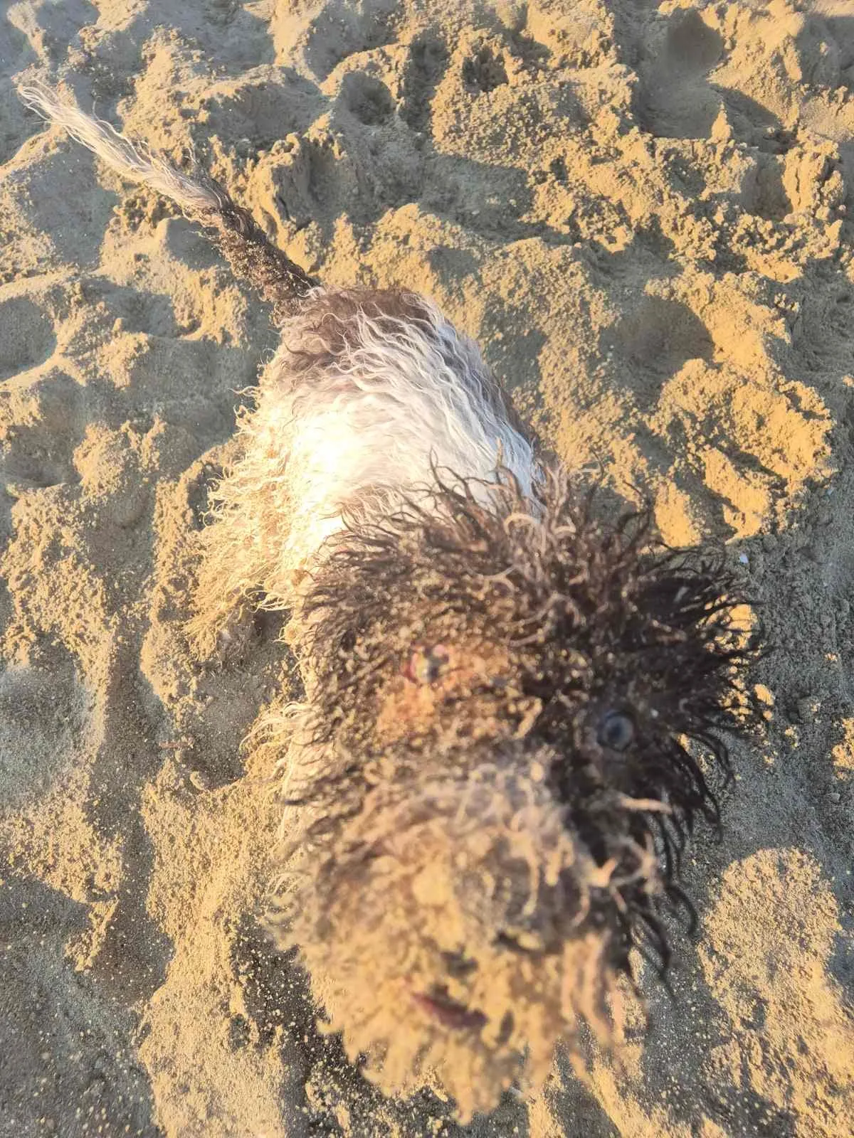 Drakon on the beach